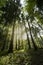 Beech forest in Foreste Casentinesi National Park, Italy