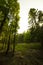 Beech forest in Foreste Casentinesi National Park, Italy