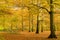 Beech forest in golden foliage