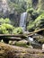 Beech forest Hopetoun falls , Australia