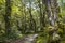 Beech forest on Kepler Track