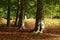 Beech forest in late summer