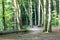 Beech forest in the light of the setting sun with a path in the foreground. Wolin National Park near Turquoise Lake