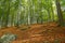 Beech forest in memorial hill Blanik, Czech republic