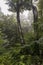 Beech forest in the rain