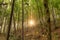 Beech forest, starburst sun rays