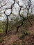 Beech forest on a steep hillside with twisted trees in silhouette against the sky