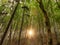 Beech forest with the sun rays of light