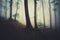 Beech forest with thick mysterious fog