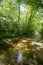 Beech forest trees with river flow under