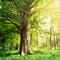 Beech forest with a very old tree in the sunlight