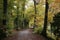 Beech Forests in Autumn