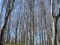 Beech forrest before leafing spring mountain Bukulja Serbia