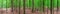 Beech Grove Trees Trunks Forest Panorama.