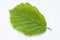 Beech Leaf