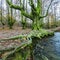 Beech leaf frost