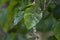 Beech leaf gall midge