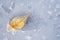 Beech Leaf in Ice