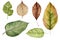 Beech Leaf Watercolors: A Natural Wonder