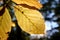 Beech leaves