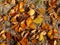 Beech leaves in autumnal colors