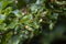 Beech leaves with galls