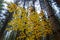 Beech leaves in late Autumn