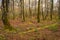 Beech without leaves in the Park of Monte Santiago next to the Nervion river jump