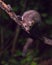 Beech marten on branch at night