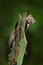 Beech marten, Martes foina, with clear green background. Stone marten, detail portrait of forest animal. Small predator sitting on