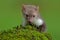 Beech marten, Martes foina, with clear green background. Stone marten, detail portrait of forest animal. Small predator sitting on