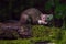 Beech marten mouth open on log at night