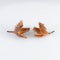 Beech nuts and seed pod on white background