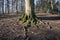 Beech roots and tree closeup