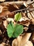 Beech sapling (Fagus sylvatica) among fallen beech leaves