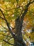 Beech tree in autumnal colors