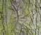 beech tree bark covered by moss detail natural texture background