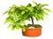 Beech tree bonsai