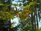 Beech tree with brown fruits in the forest