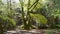 Beech tree in an English woodland in Springtime