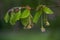 Beech tree Fagus sylvatica with young leaves and hanging hairy male flowers in spring, dark green background, copy space,