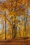 Beech Tree Forest in Autumn