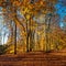 Beech Tree Forest in Autumn