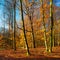 Beech Tree Forest in Autumn