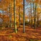 Beech Tree Forest in Autumn