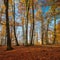 Beech Tree Forest in Autumn