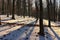 Beech tree forest in winter