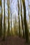 Beech Tree Forest in Winter Blurred by ICM