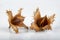 Beech tree fruit on a light table. Seeds of the deciduous tree