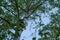 Beech tree in low angular view